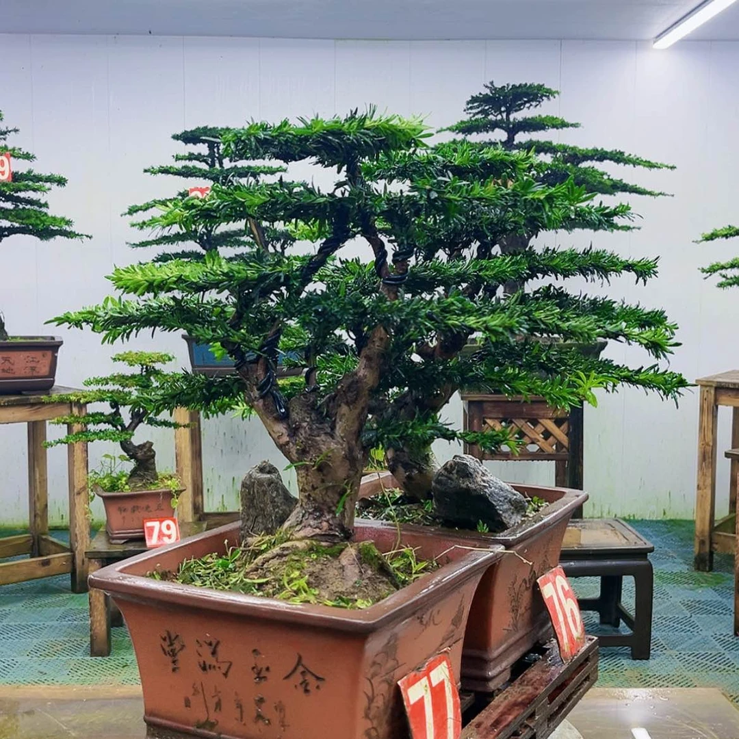 【闪购商品】无花朵