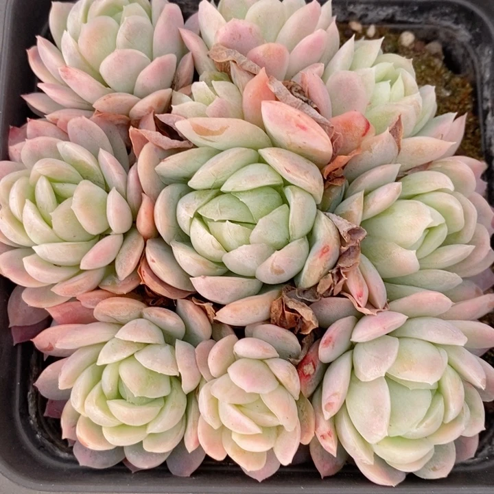 大*糖冰梅锦多肉锦景天