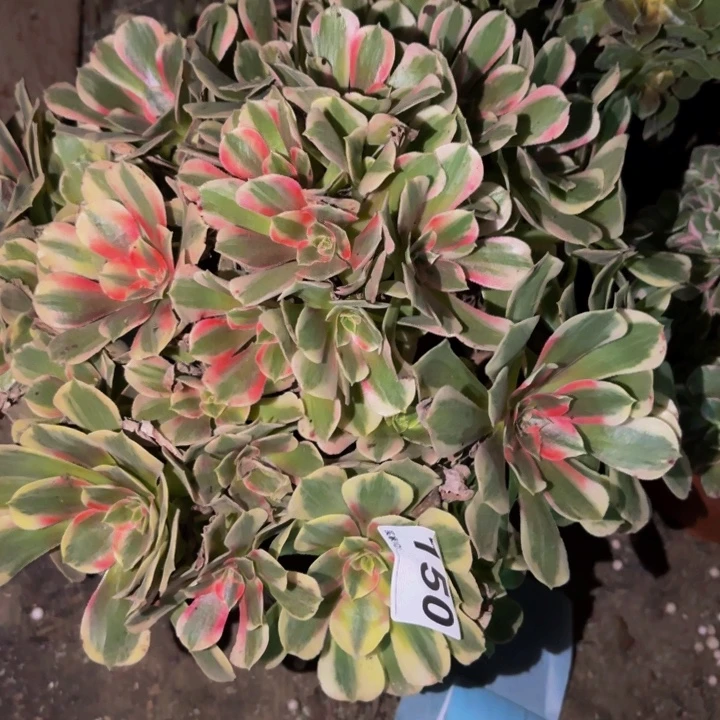 150青苹果多肉植物不售后