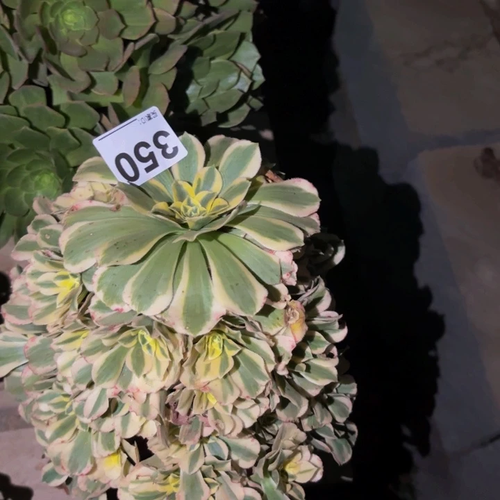 350迈巴赫多肉植物不售后
