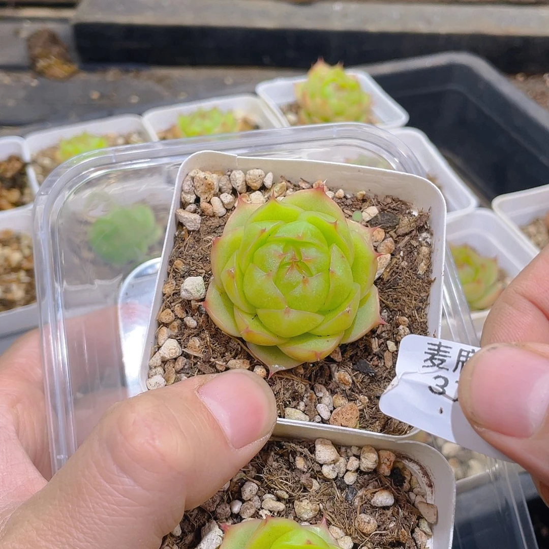 370。 八面玲珑。