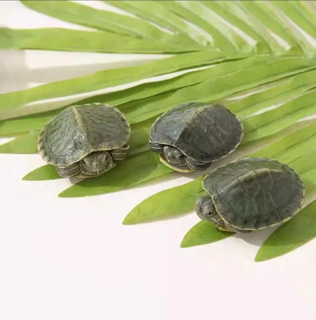 五红宠物店专用链接