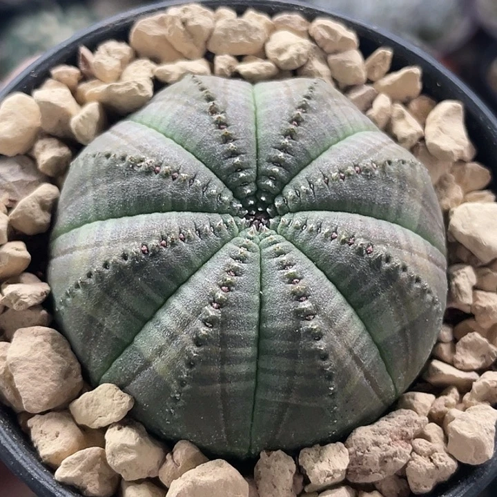 布纹球实生仙人球