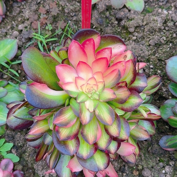 2-144流星雨多肉法师