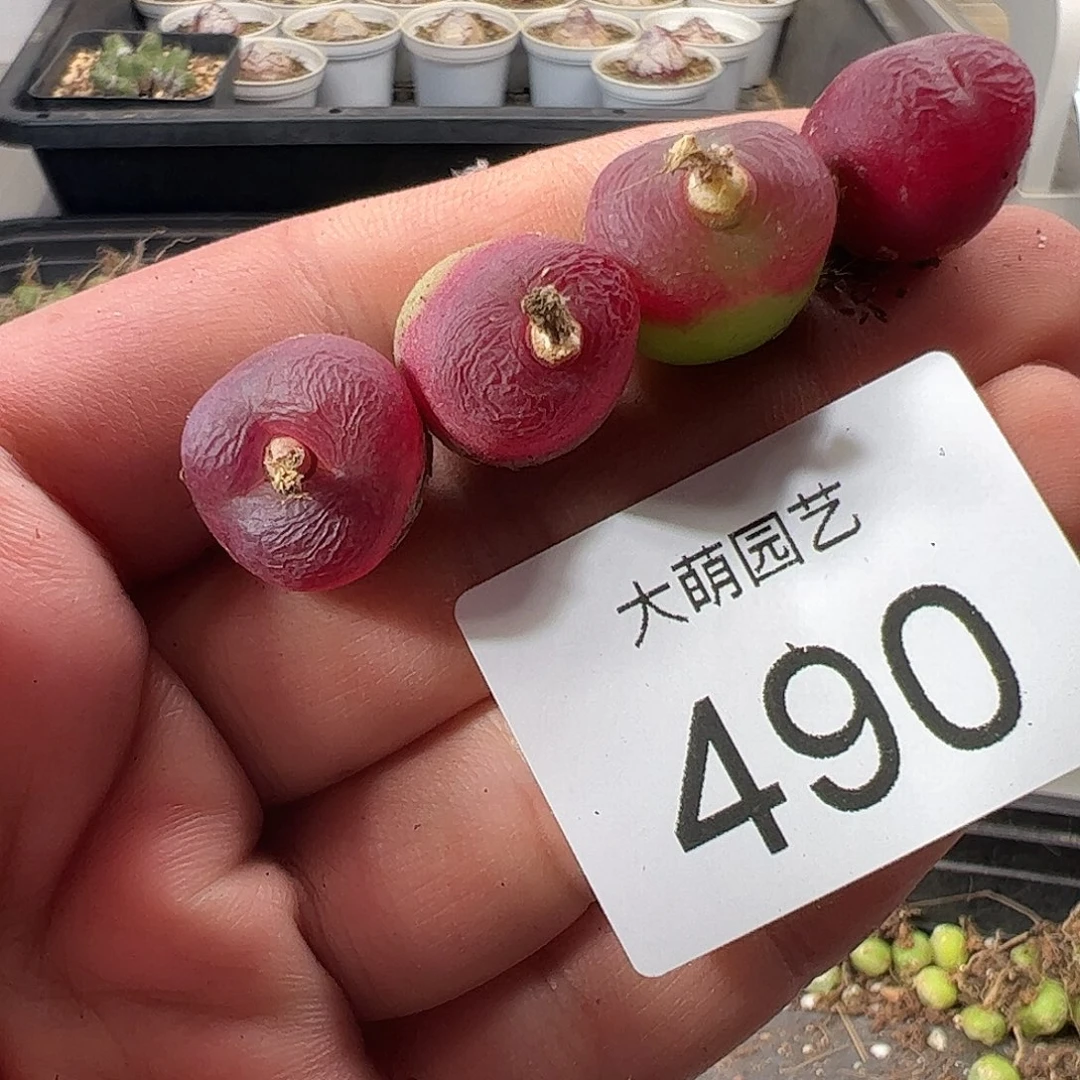 一物一拍。            490