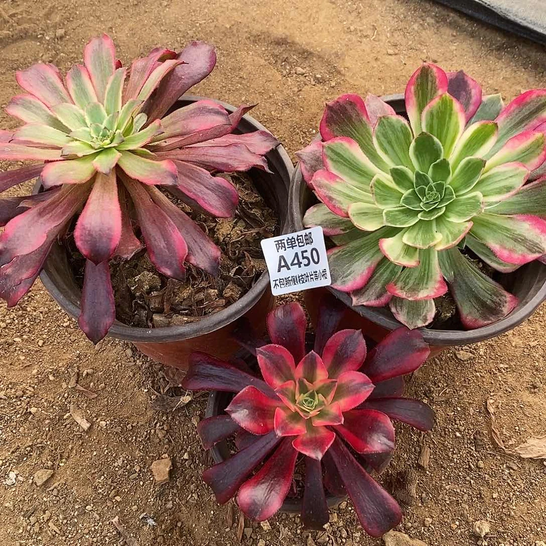 450三棵准手捧组合多肉