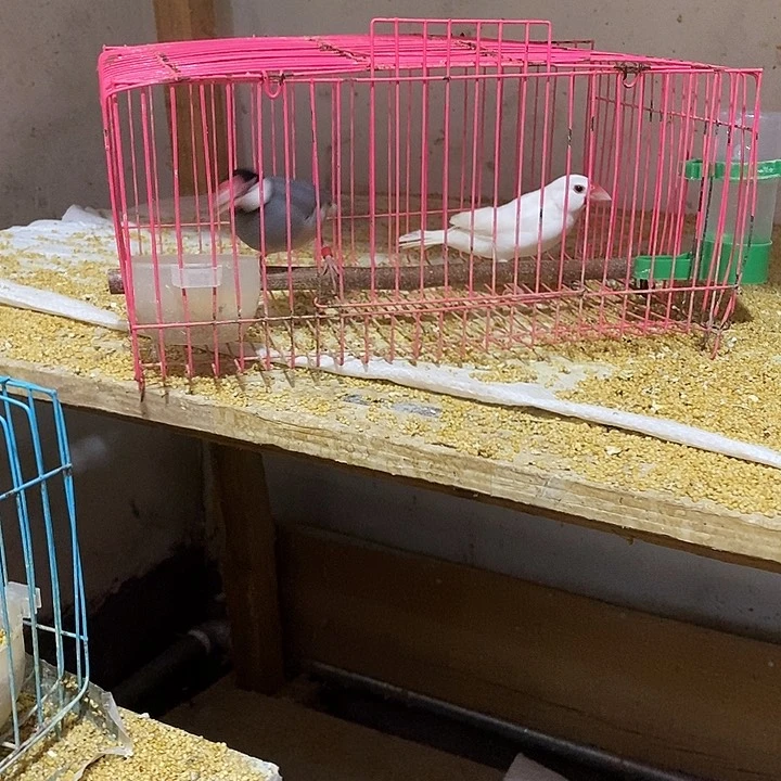 文鸟小*心验卡文鸟白公灰母，包活到家