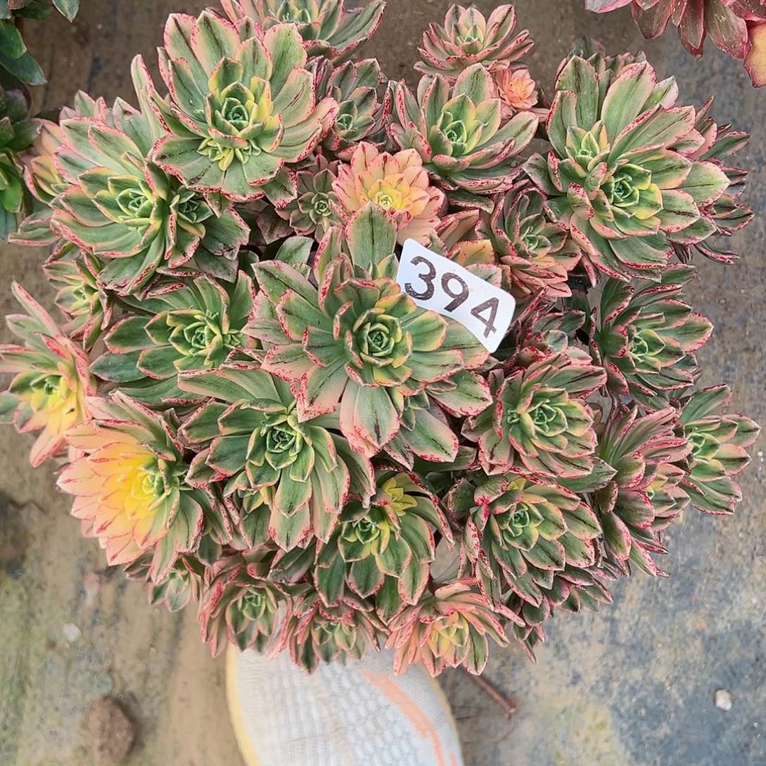 紫砂茶宠甜茶老桩一颗394