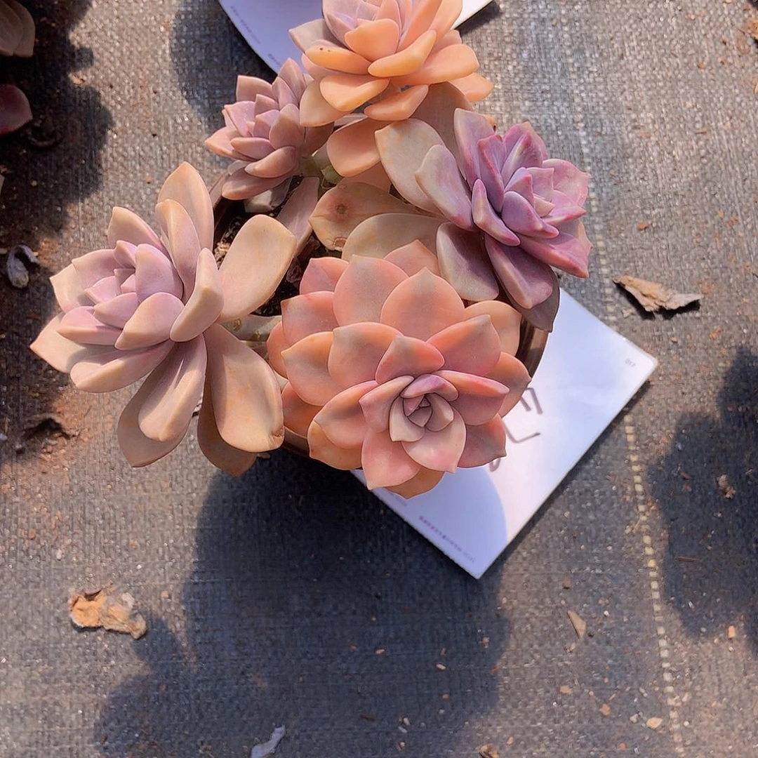 我***人老三多肉一物一拍外播紫乐锦478