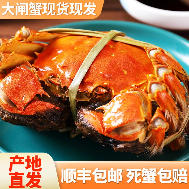 活蟹现发大闸蟹全母蟹2.8-3.1两8只鲜活螃蟹礼盒装中秋送礼顺丰