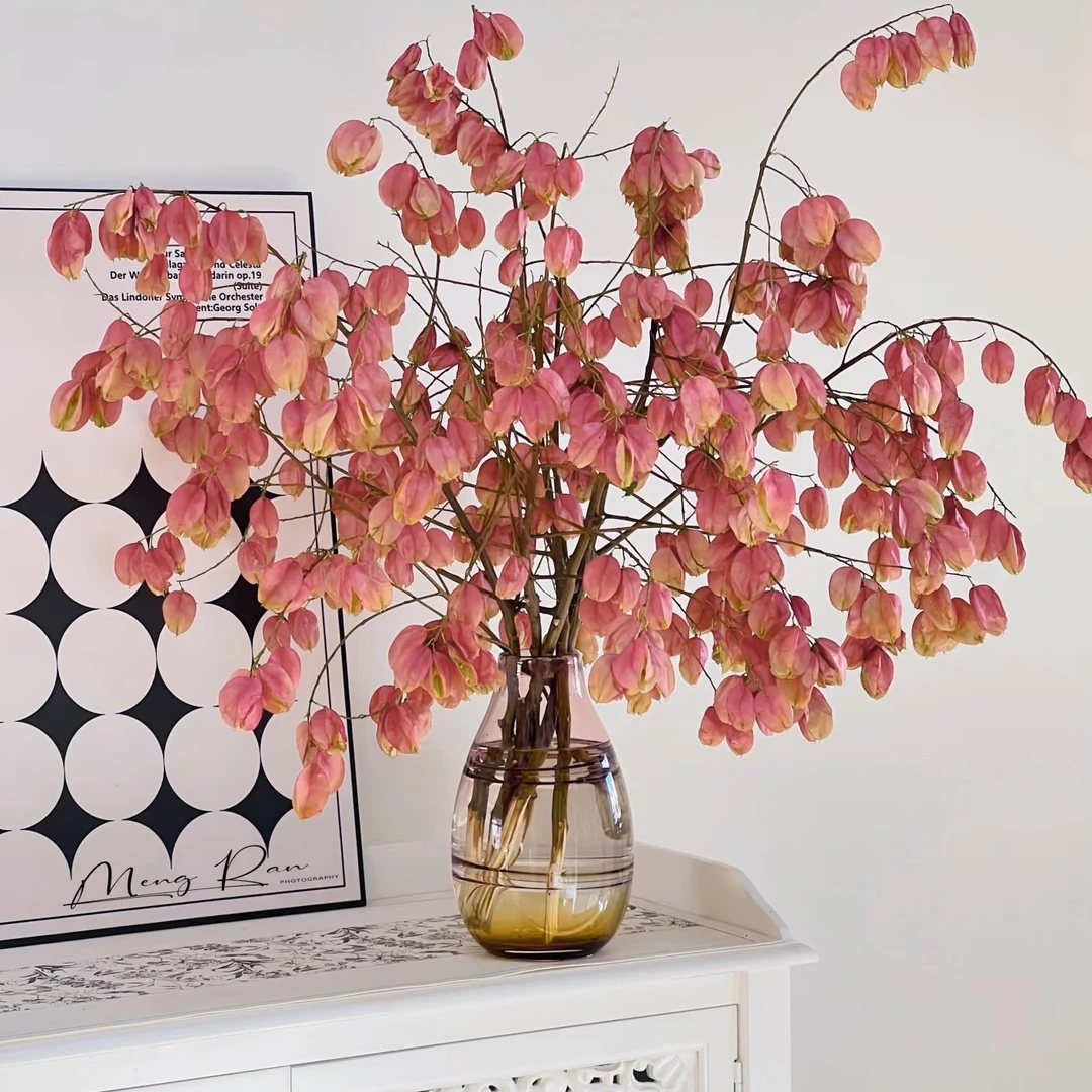 云南鲜花栾树果鲜切枝室内水培插花用于空间点缀装饰可做干花雪果