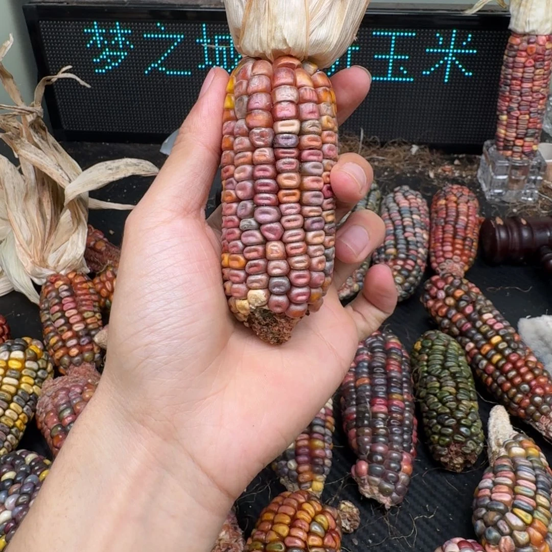 柏香籽/百香籽吊坠?****?