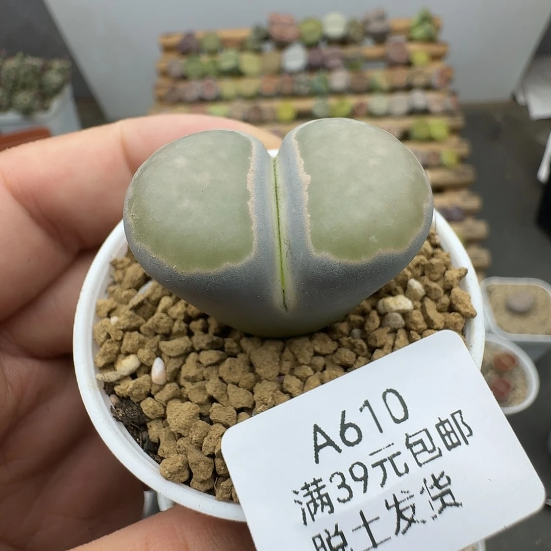 610多肉哈哈哈哈哈哈