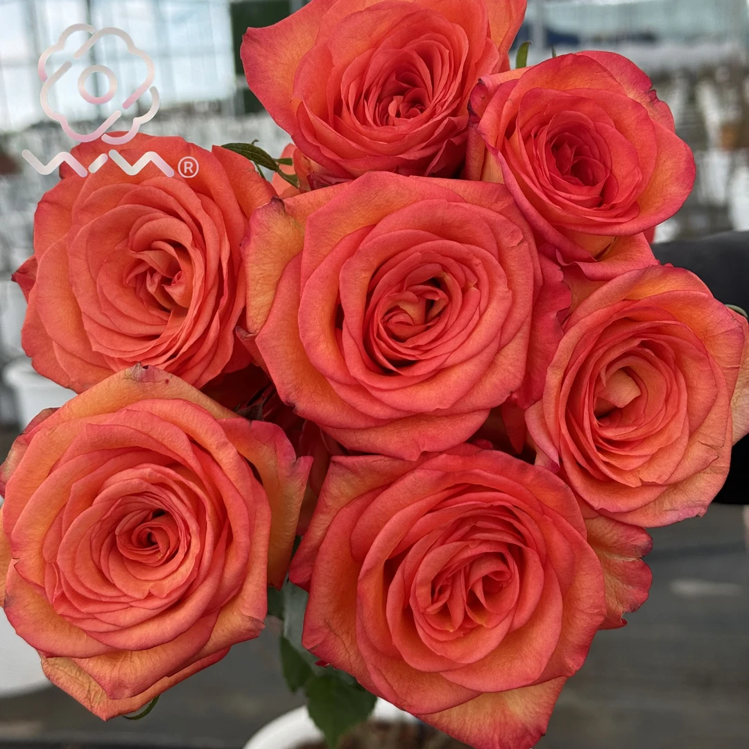 老磨盘【天火】月季