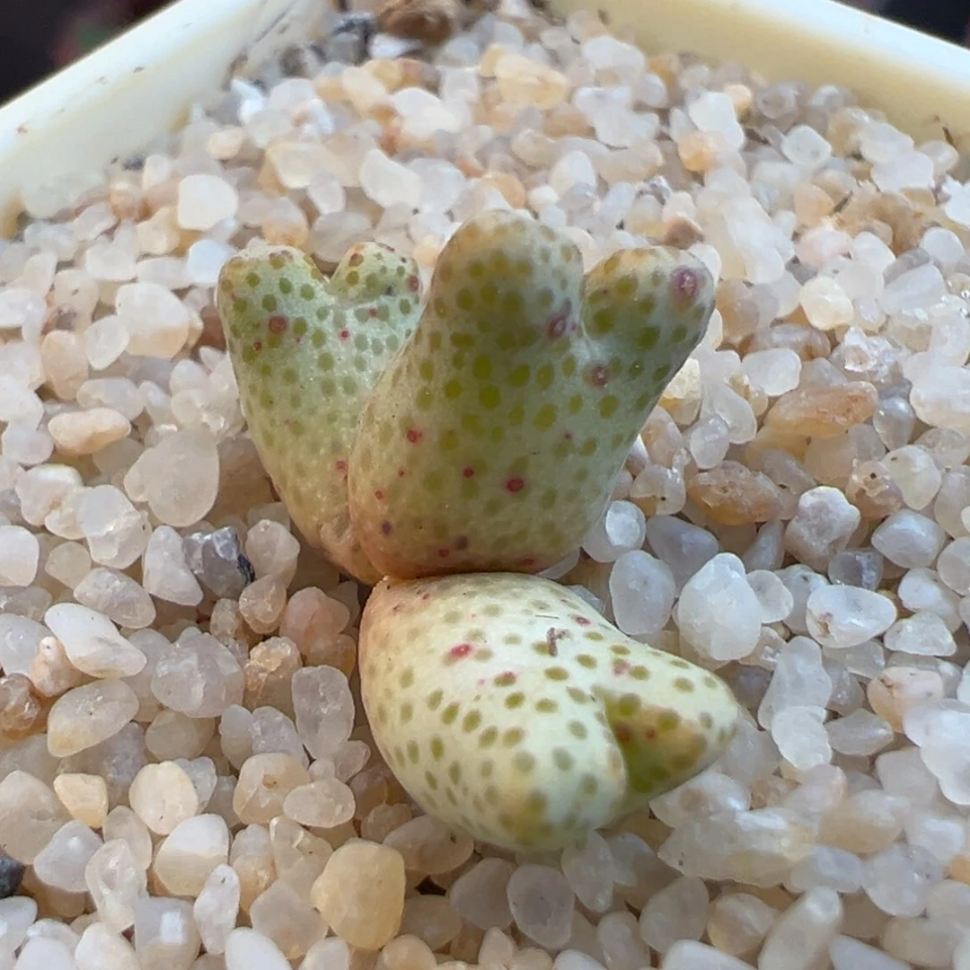 40号黄金955d…………