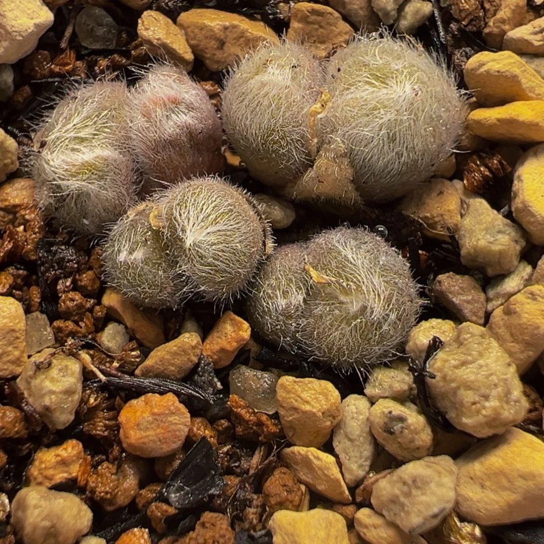 251多肉植物种类多样