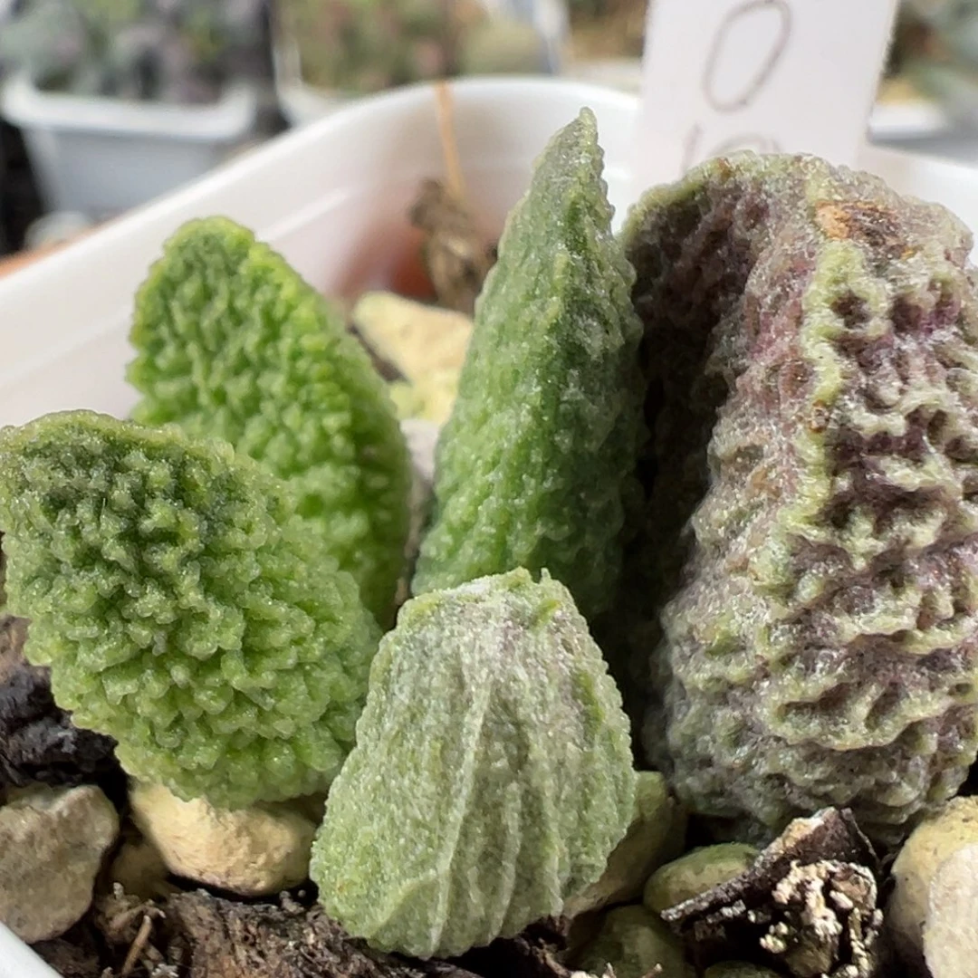 w绿色冰晶颗粒有干疤特价