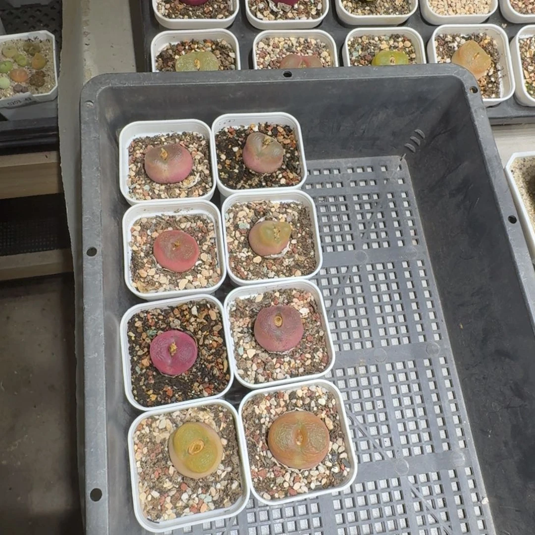 瑶**圆0203-67肉锥肉锥