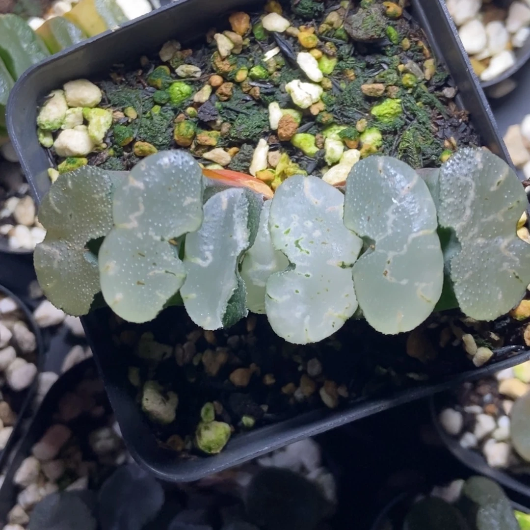 T1808玉扇一物一拍