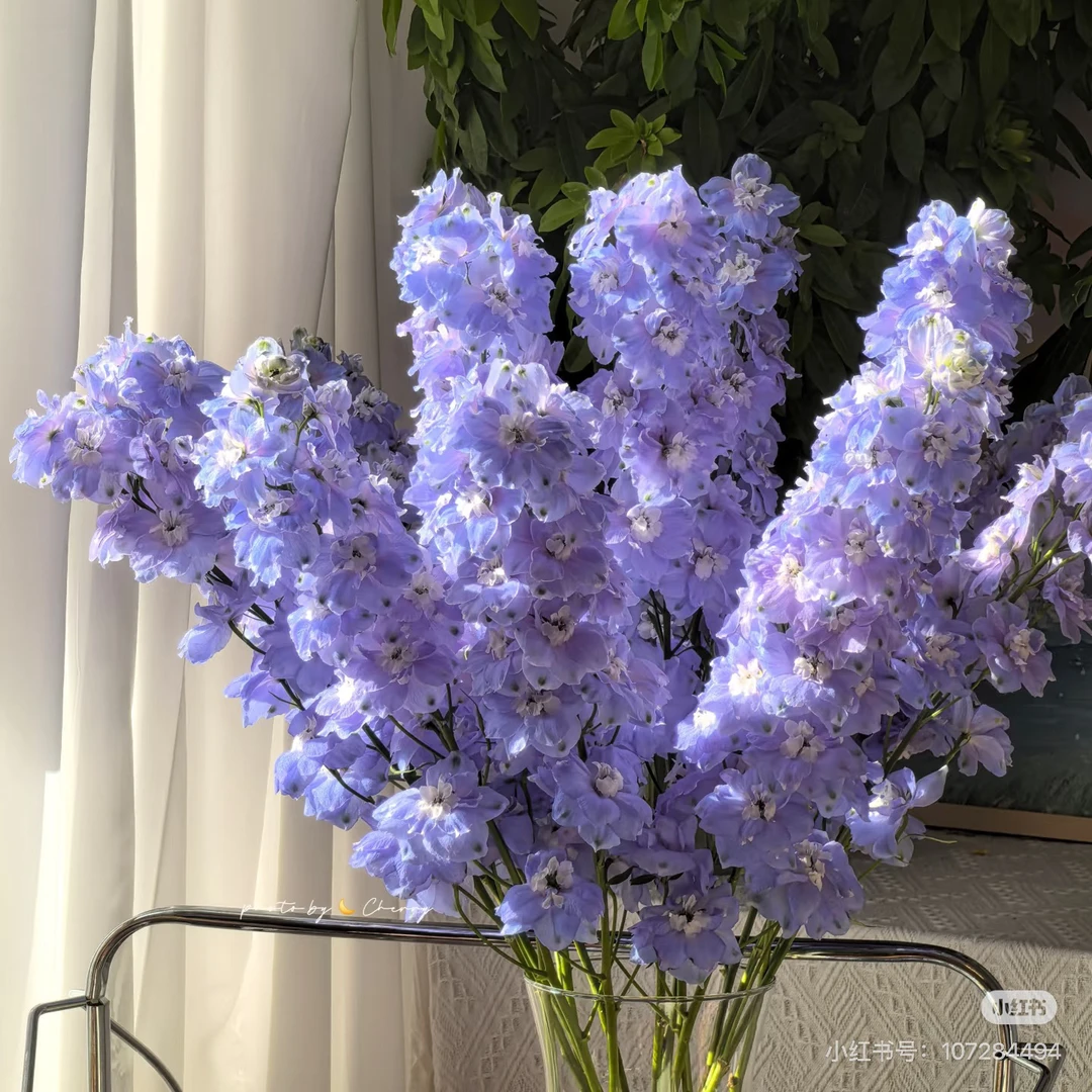 浅蓝色大飞燕5支！任选三件顺丰空运20%不售后