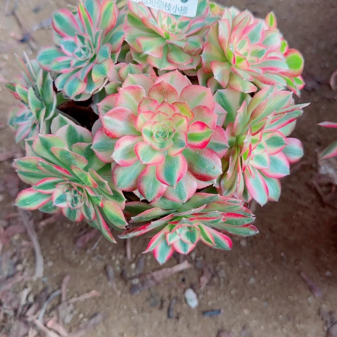 倾城法师730冠幅20