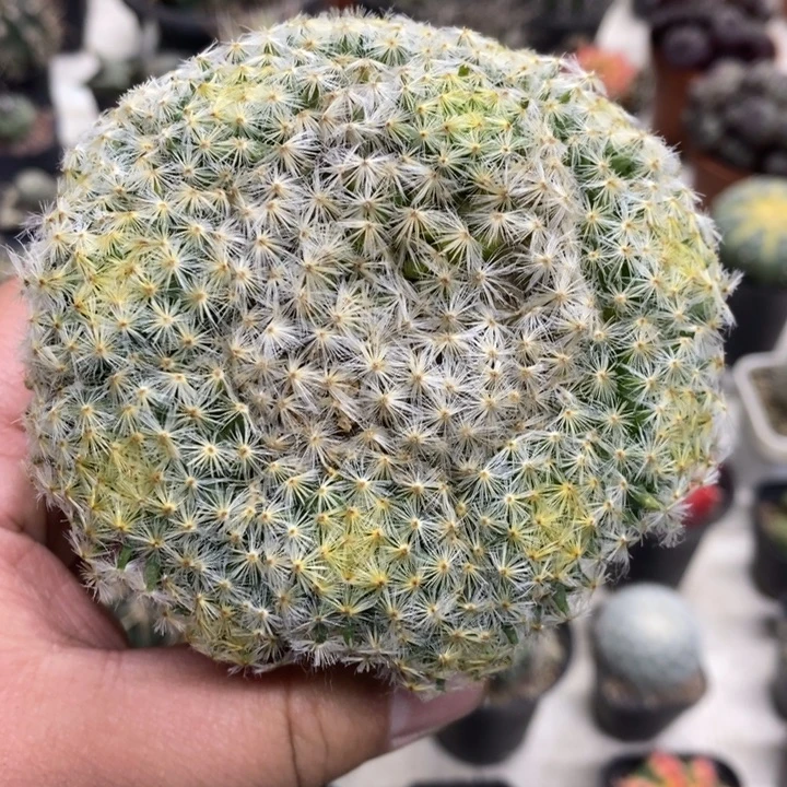 明星群生特价福利