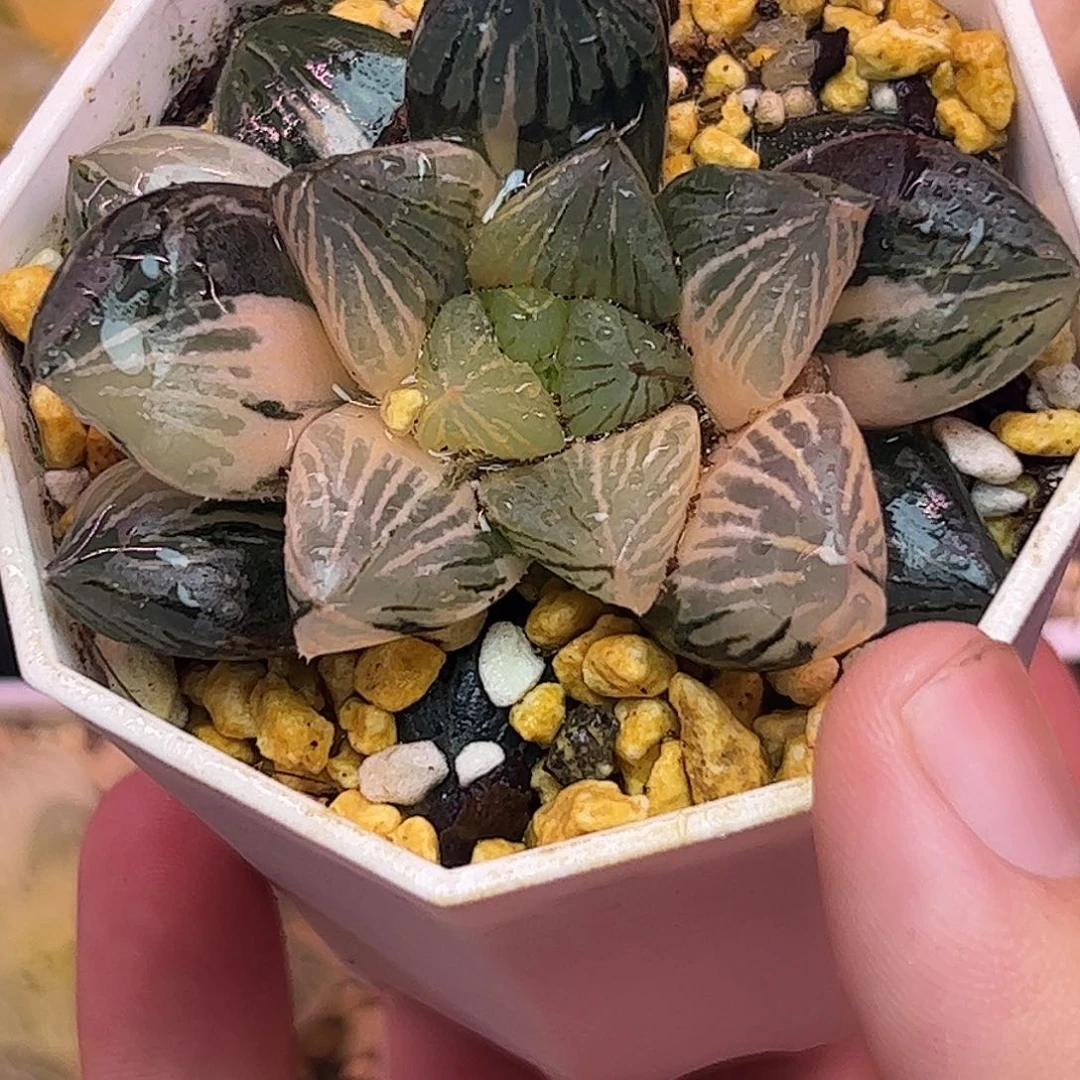 玉潭锦十二卷多肉植物