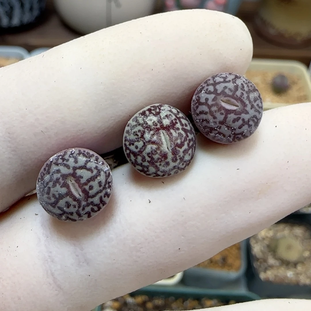 426福利福利福利