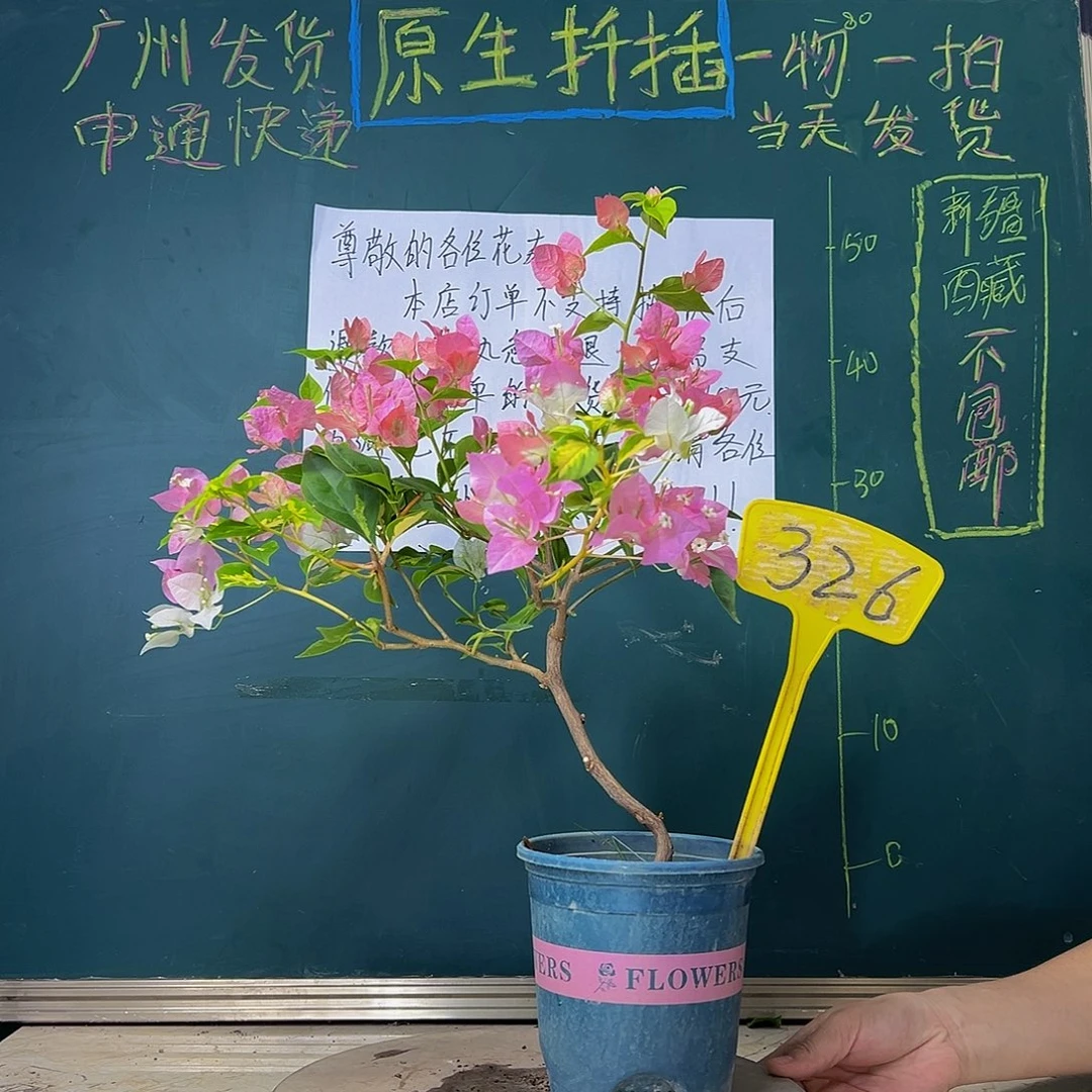 当前无花栽培后可以开花   橙白橙粉  326