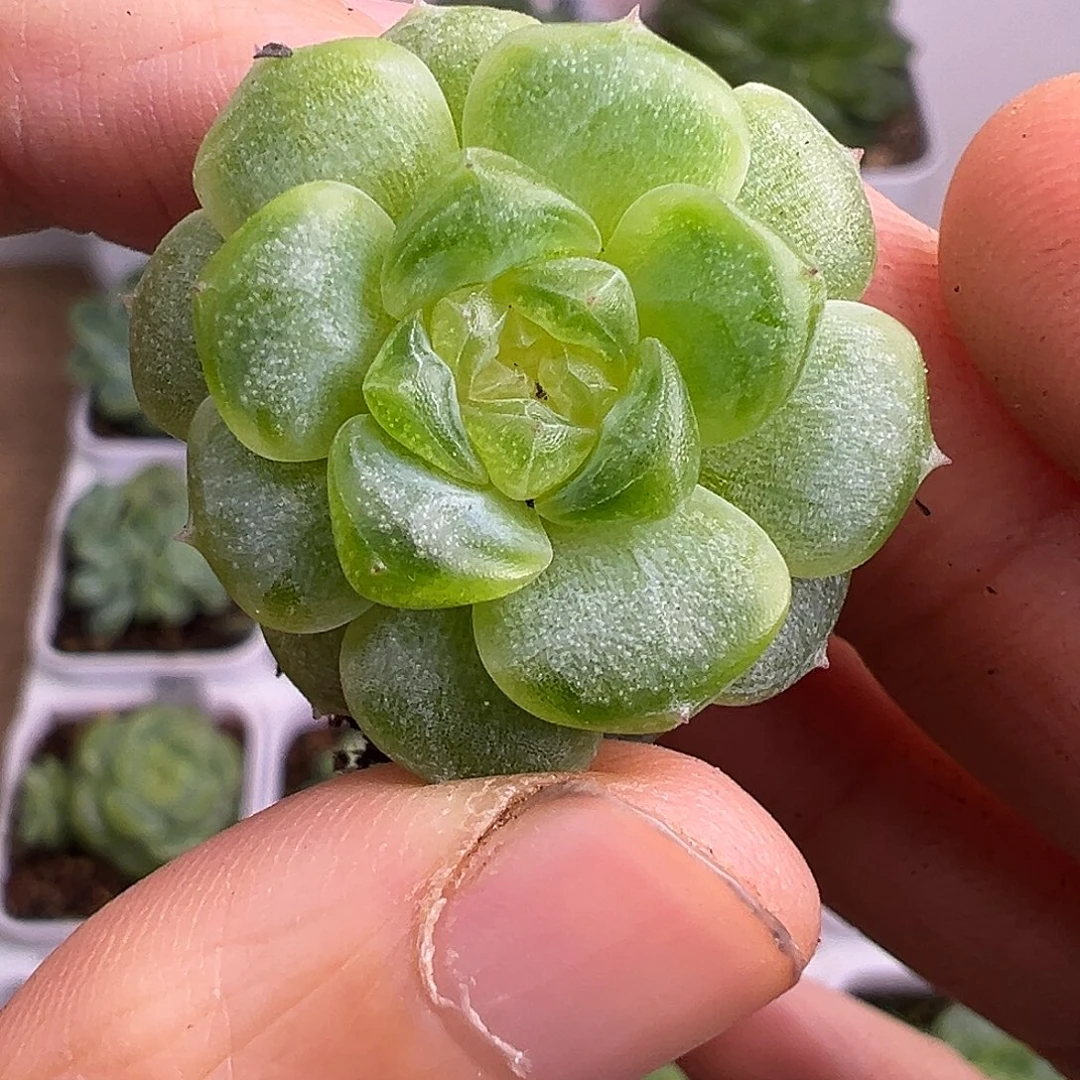 开播福利。遥遥定繁。