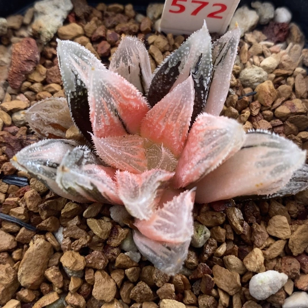 572白帝城锦一物一拍
