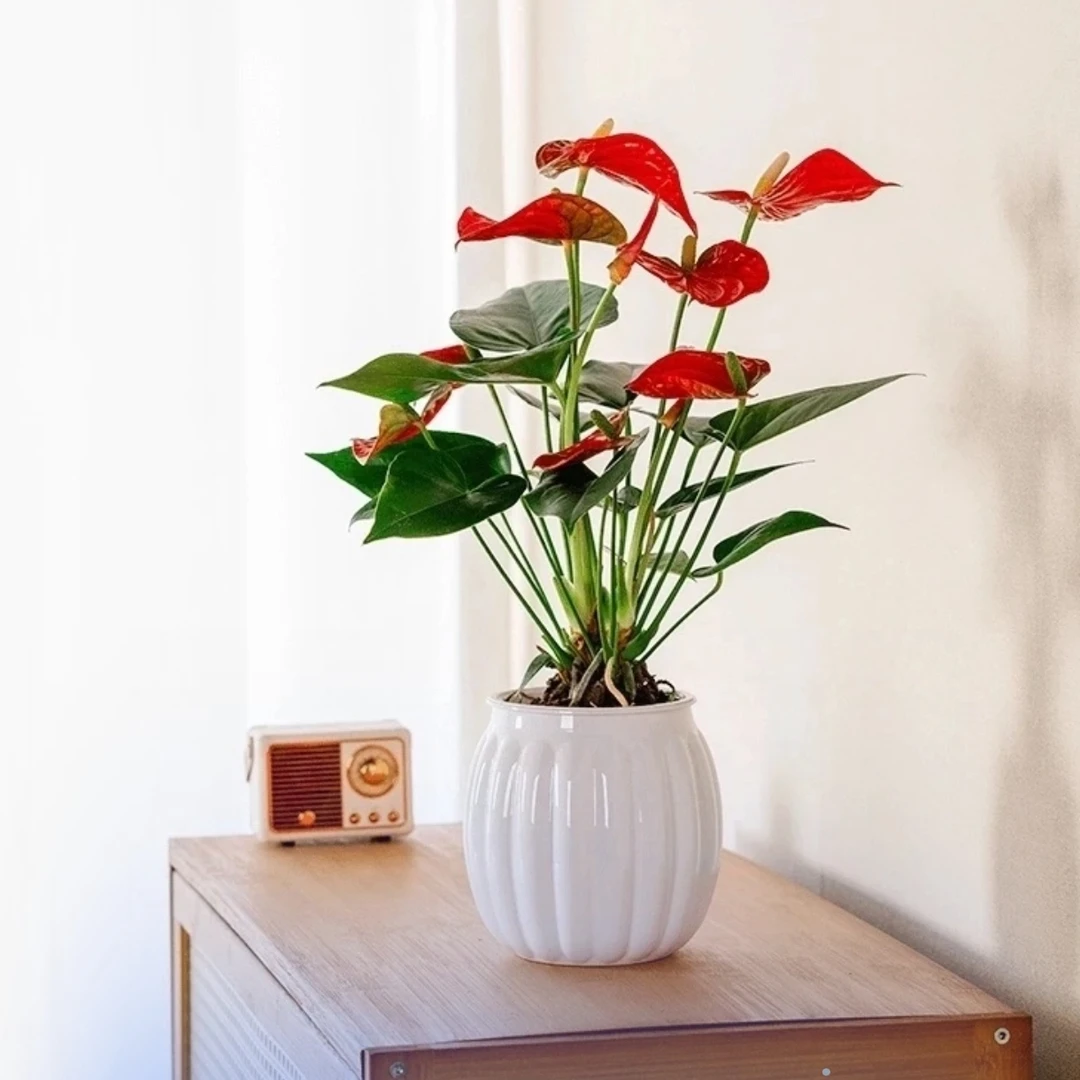 高25cm红掌2-3朵花盆栽客厅房间办公室桌面美观水培四季开花植物