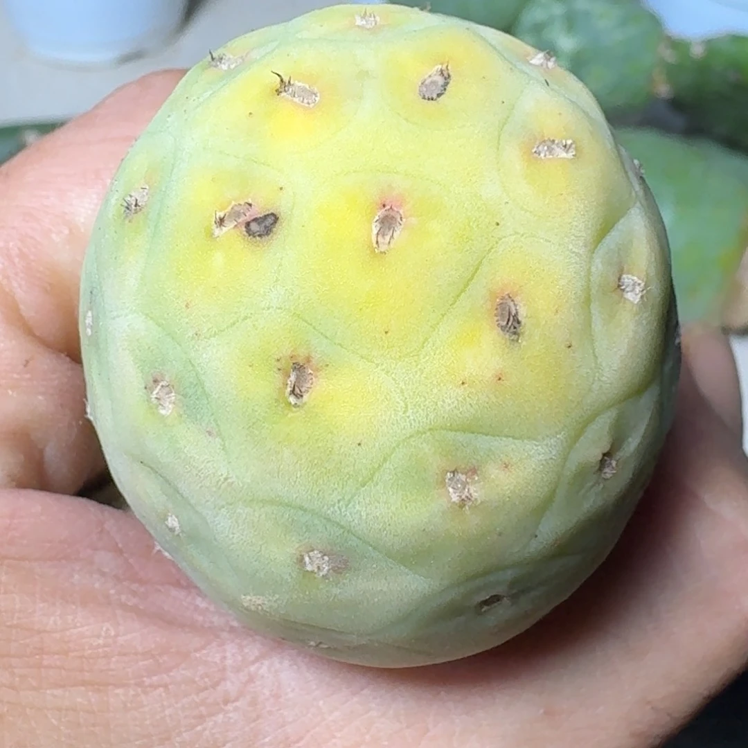 【闪购商品】无花朵明黄锦恐龙蛋