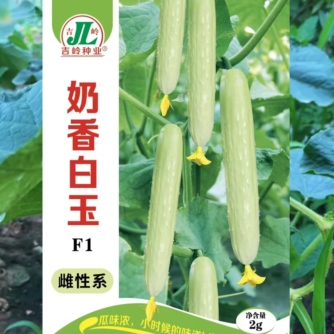 【奶香白玉】水果型甜味黄瓜种子