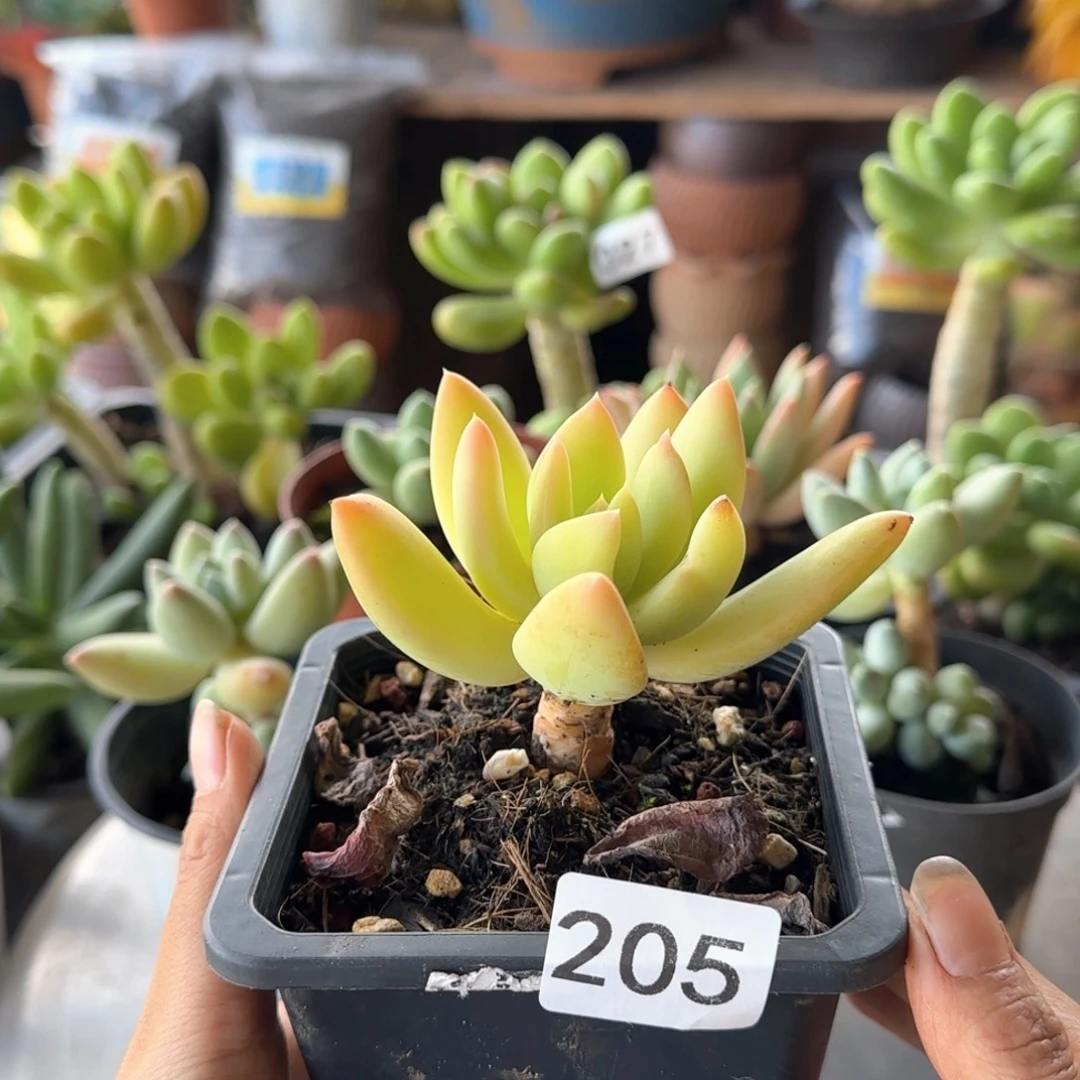 205号 一物一拍 一物一拍