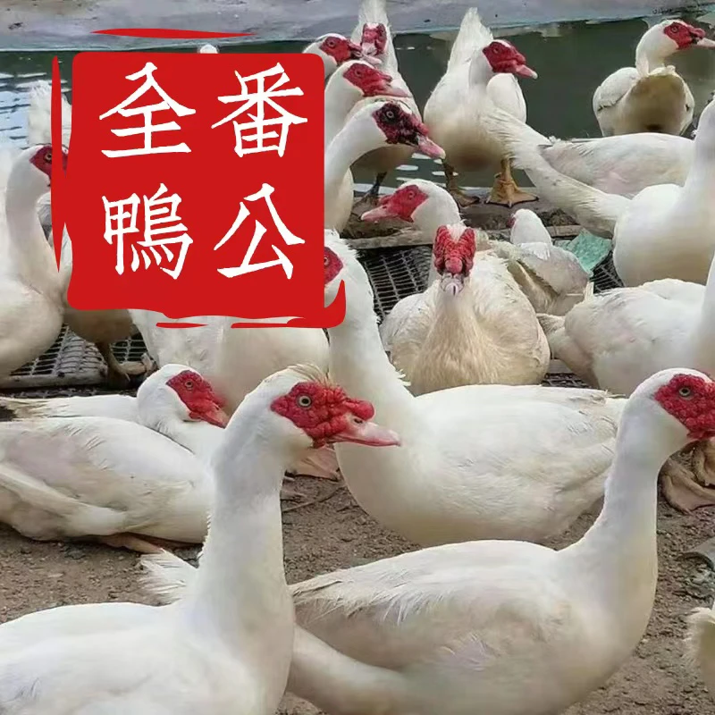 【闽北全番鸭公】福建南平农家散养全番鸭1只宰杀净重发货顺丰包邮