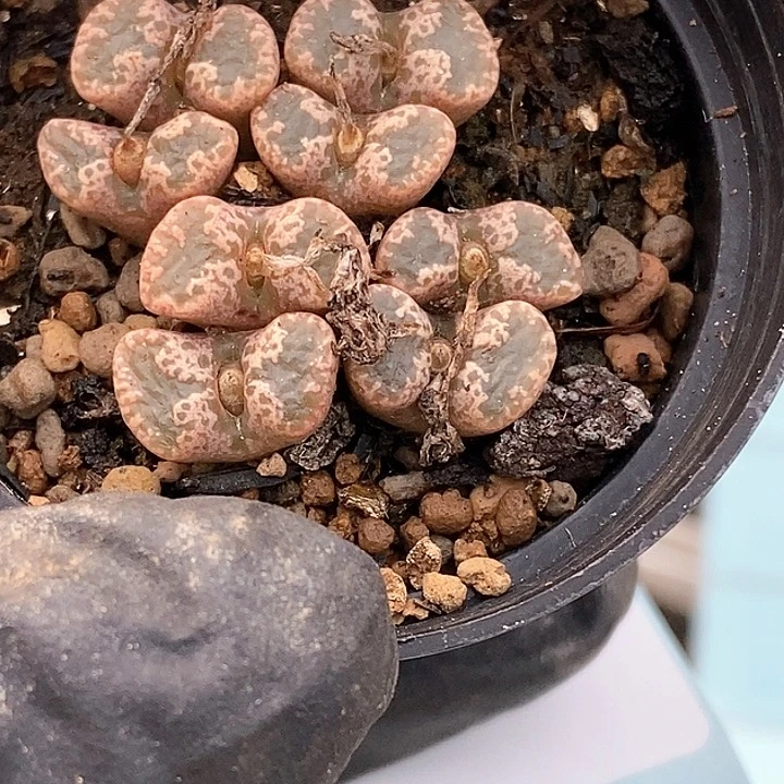 桃喜花园0122-1勋章