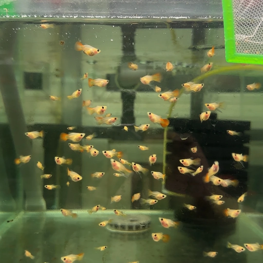 孔雀鱼琉璃球C苗10条随机