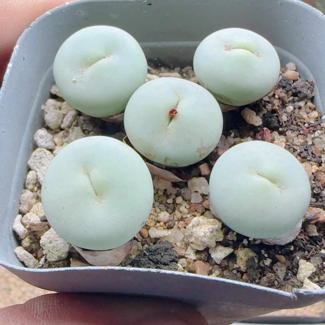 【闪购商品】21181