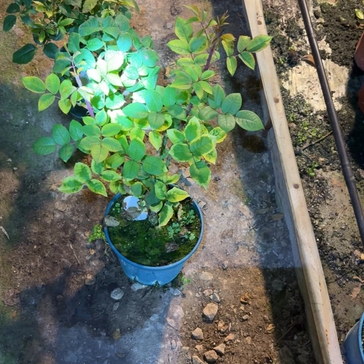 无花朵神秘时间一加