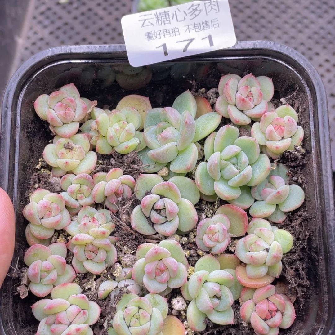 云糖心多肉植物171