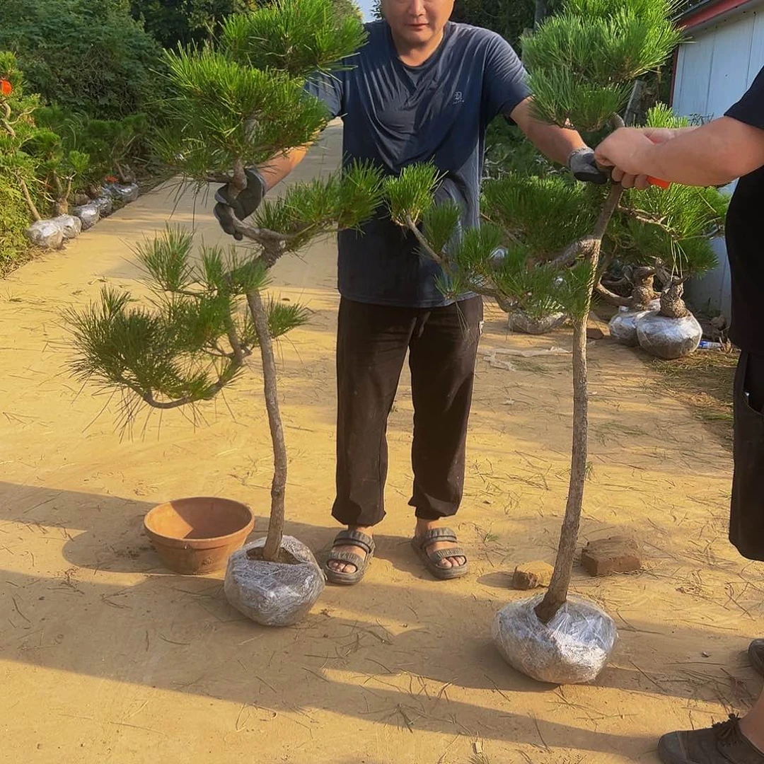 无花朵月**茶8888888888888888
