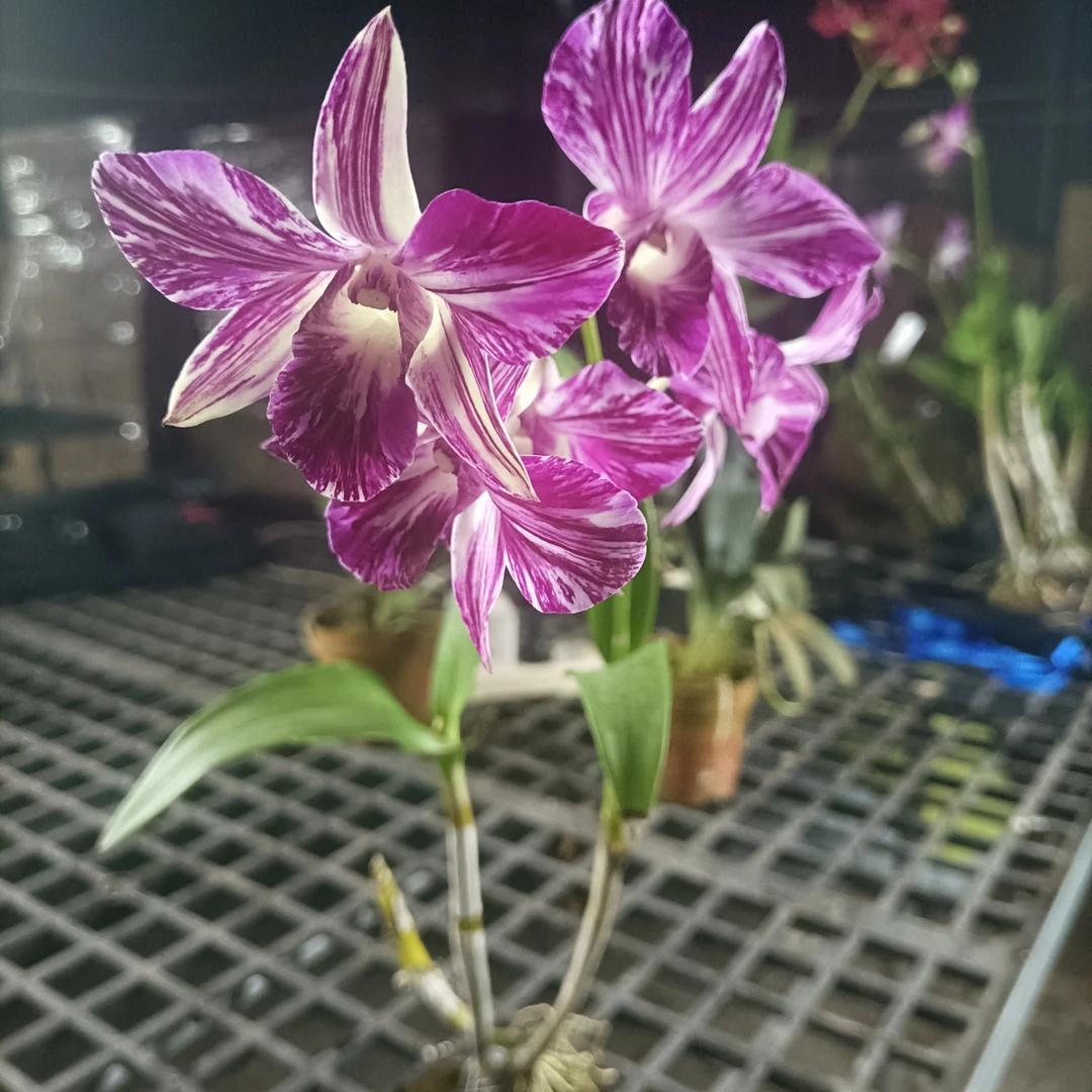 油画 秋石斛 软胶盆 带盆发货 开播福利