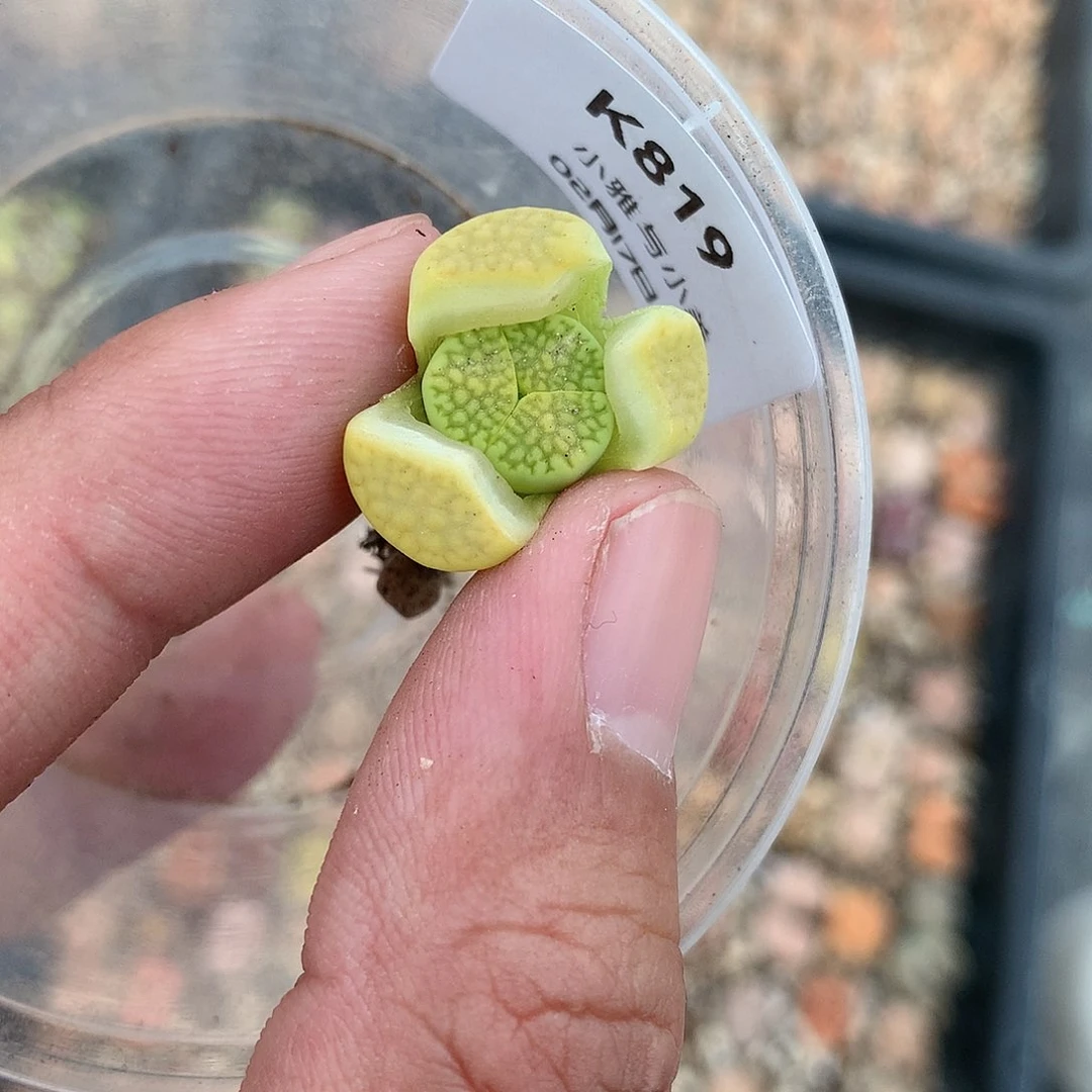 K819多肉植物保护