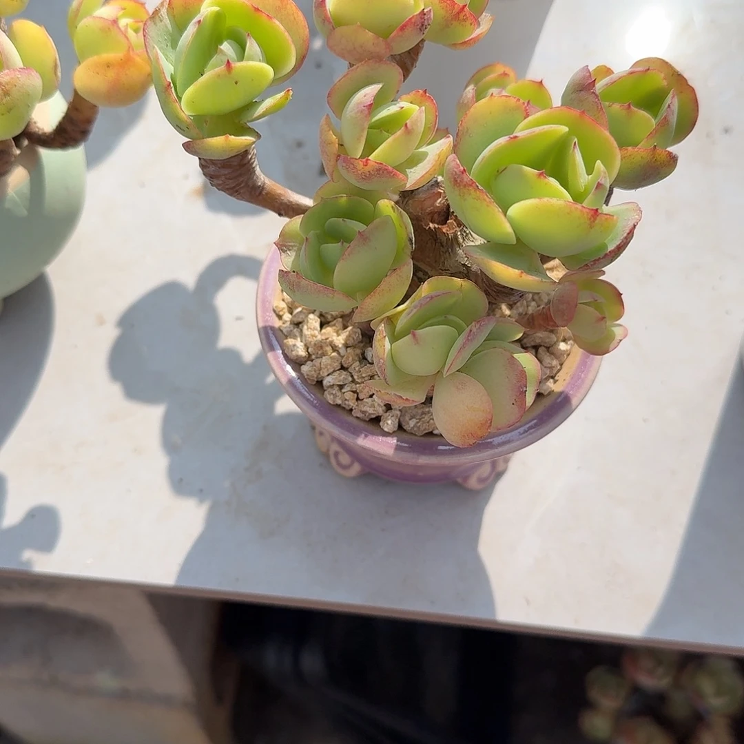 快***阳鸡蛋碧桃多肉植物一颗