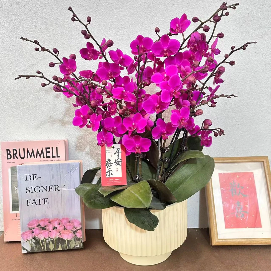 《满天红》精选蝴蝶兰 植株基地耐寒叶片碧绿带花苞基地容易成活率