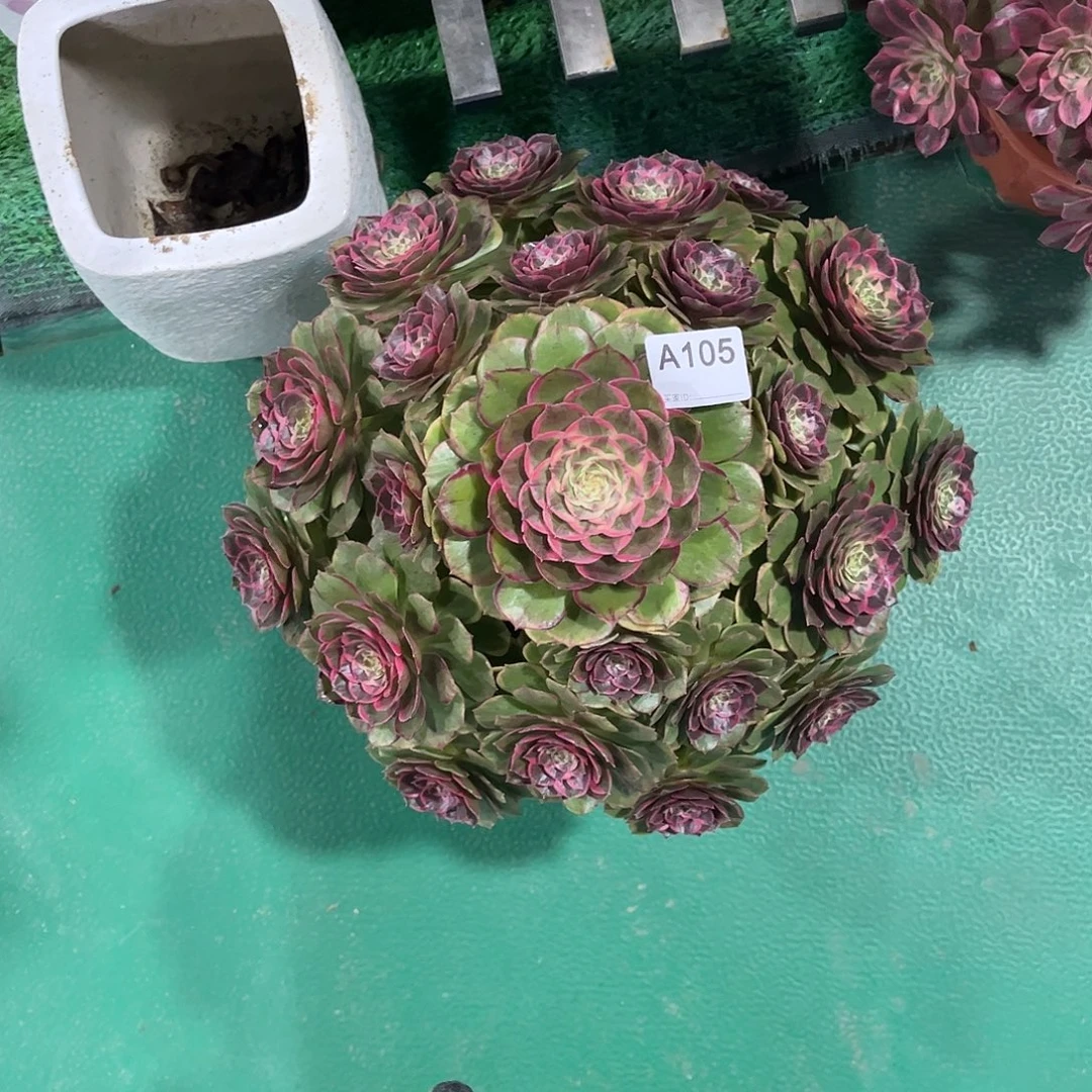 Z***o多肉粉花妖00000000105