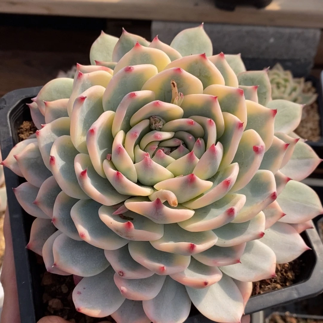 石**生吉娃娃锦多肉植物