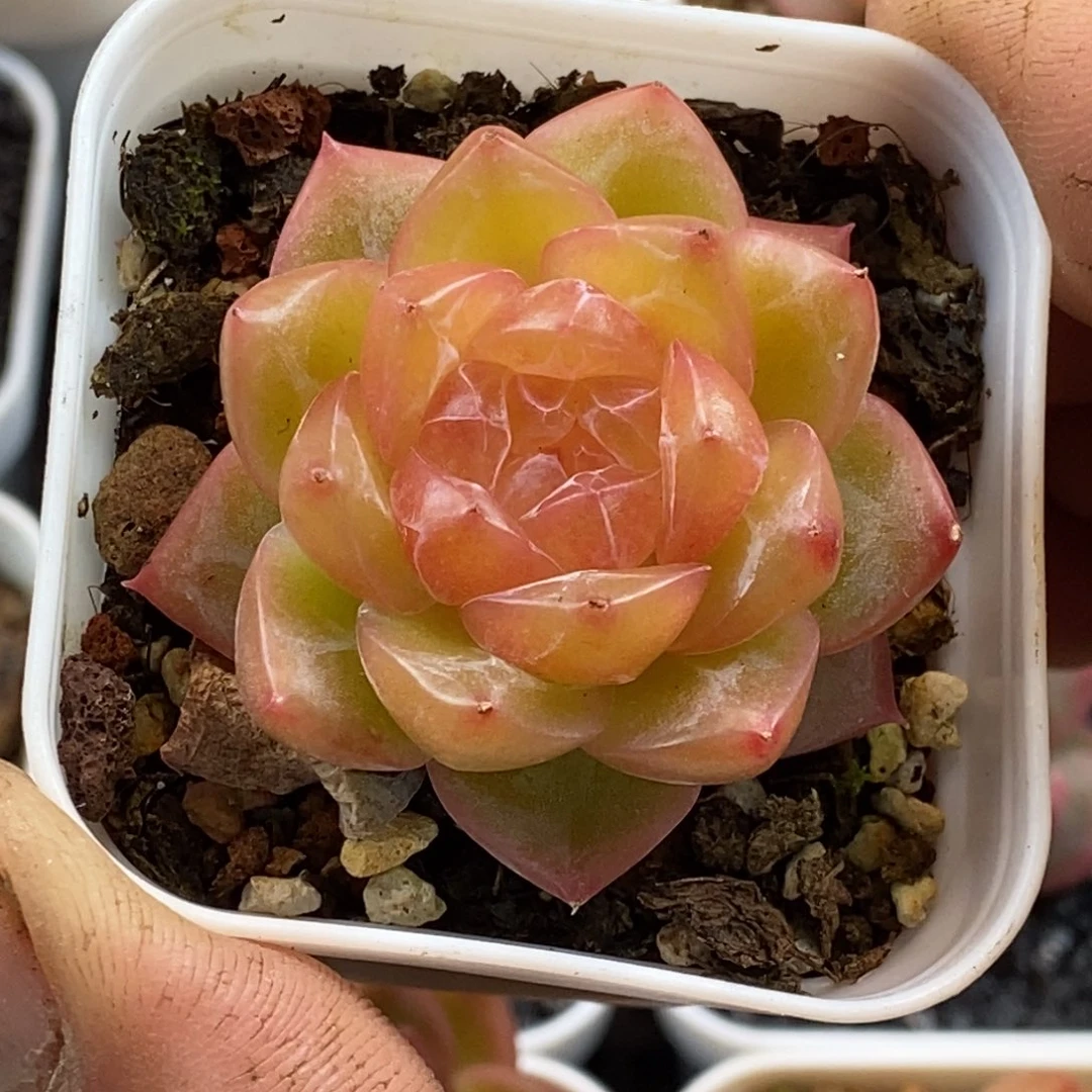 天官赐福百无禁忌