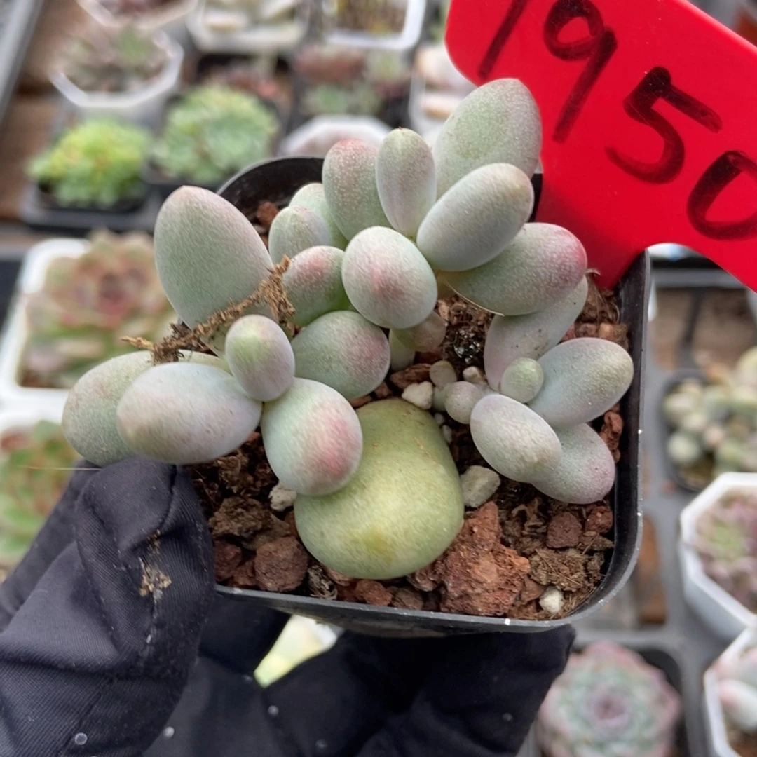 1950糖果美人多肉植物
